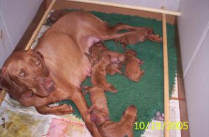 Mother and babies