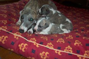 Chyna & her 3 week old babies