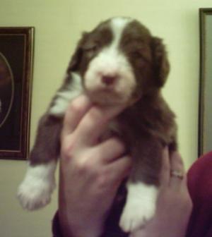 Brown boy at 4 weeks old