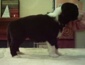 Slate bitch at 4 weeks old