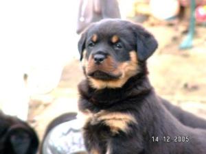 PUPPY BITCH