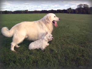 The sire ( the big one ! ) - Chief