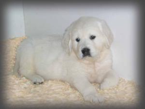 puppy at 5 week old