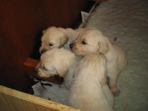 Puppies from previous litter