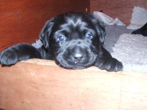 Pups age 4 weeks