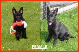 PUP AT 14 WKS