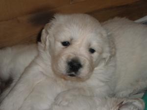 One of Rosie's pups at 4 weeks