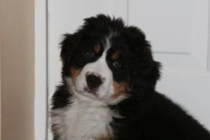 Oskar