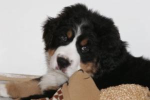 Oskar