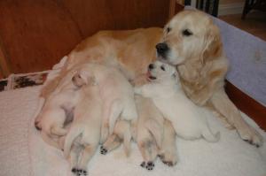 Gypsy and her litter
