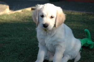 7 weeks old