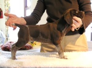 Dog Puppy at 5 1/2 weeks of age