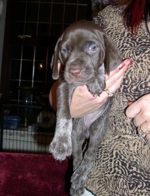 Bitch Puppy at 5 weeks of age