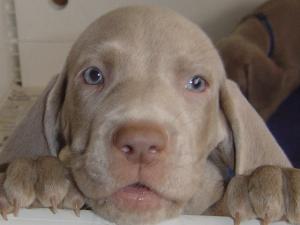 Cheeky little face