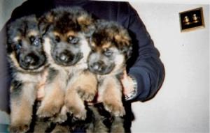THE PUPPIES AT 4 WEEKS