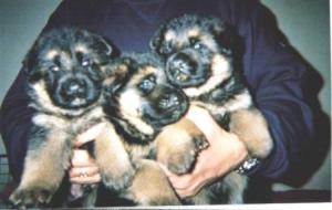 THE PUPPIES AT 4 WEEKS