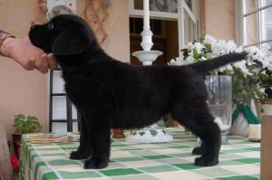 Hornerama Halabaloo (dog puppy) at 7 weeks old