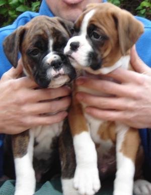2 beautiful puppies