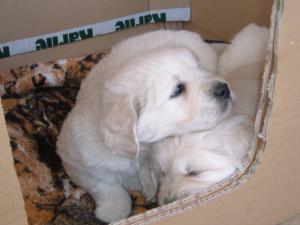 pups from a previous litter