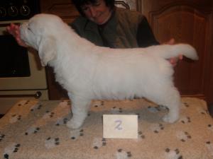 A Toddrosa puppy at 6 weeks