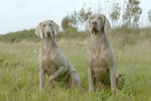 LUNA AND ZAC, THE PROUD PARENTS TO BE.