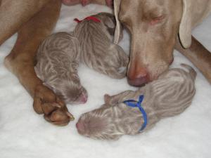 Three huge boys, one day old