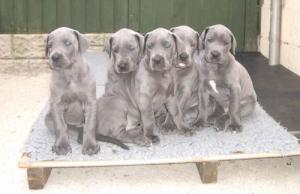 Cosette's Pups at 5 weeks old