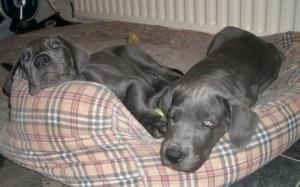 The 2 girls looking comfy.