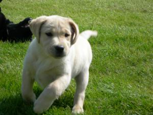 Yellow dog
