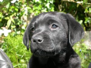 Black bitch