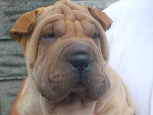 DOG PUP AVAILABLE DUE TO TIME WASTERS