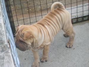 DOG PUP  AVAILABLE 10 WEEKS OLD