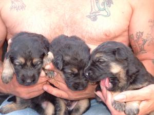 The Boys - 14 Days Old - 04/08/2006