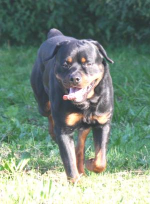 RAZ RUNNING