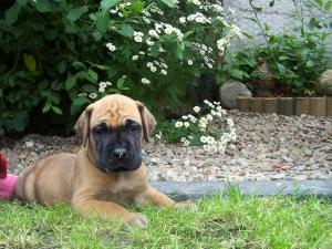 one of our puppies aged three weeks