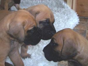 three of our puppies aged four weeks