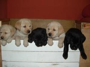 picture of litter