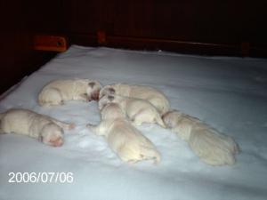 Rosieand pups