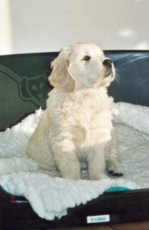 8 week old Tidelover puppy - named Pebbles!
