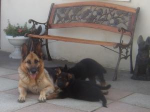Mother & Pups