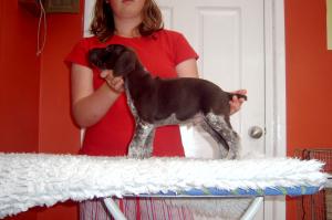 Seven weeks old