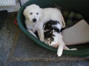 puppy & our kitten