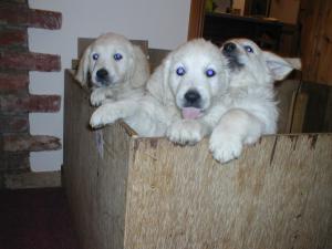 puppy .