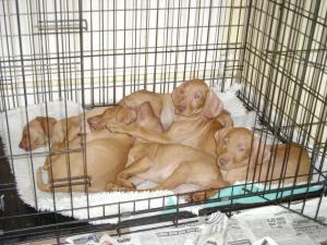Puppies!