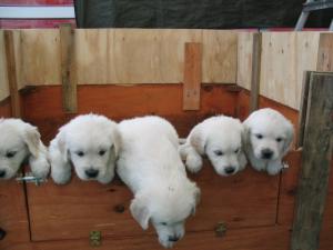 Asti 's pups at 5 weeks old