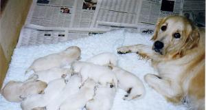 Lil with her pups