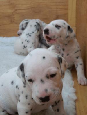 Koroyza Dalmatians