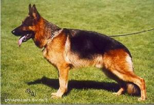 CH Elan v d Herderskring