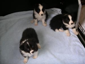 Six weeks old (30.9.06) - three healthy boys