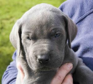 ...........aren't I a handsome chap? 4 weeks old